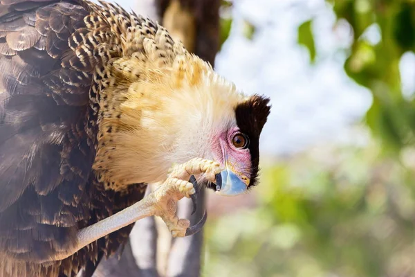 Tepeli Caracara yakın çekim.