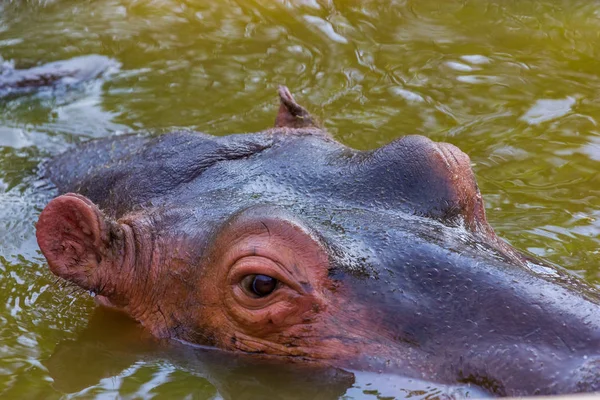 Hippopotomus close up. — Stock Photo, Image