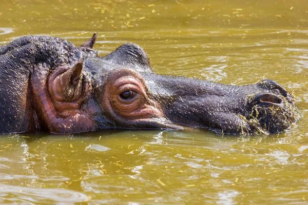 Hippopotomus närbild. — Stockfoto