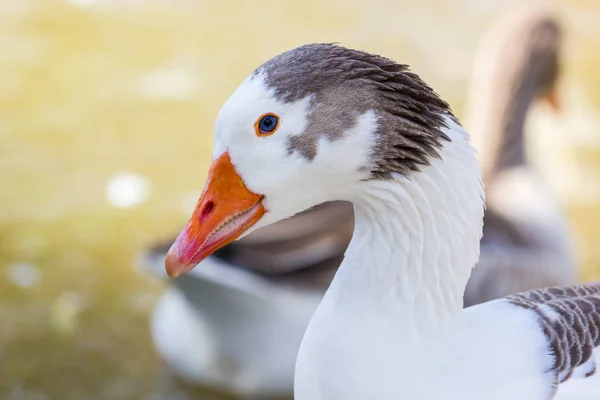 Серая Коза Птица Семейства Водоплавающих Anatidae Серо Белое Оперение Оранжевый — стоковое фото