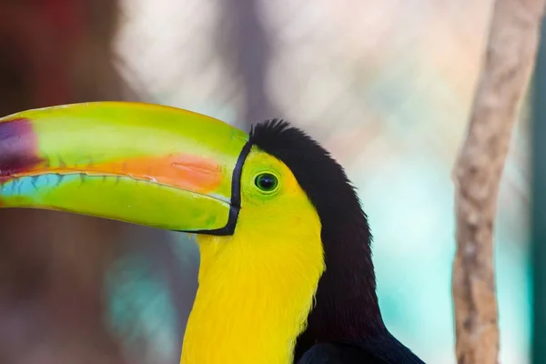 Keel billed toucan. — Stock Photo, Image