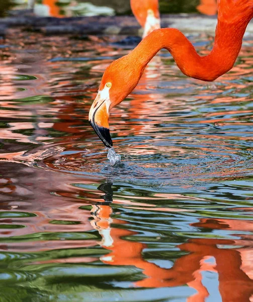 Flamingo, pembe tüy arka plan.