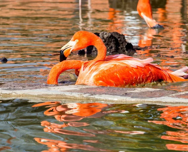 Flamingo, pembe tüy arka plan.