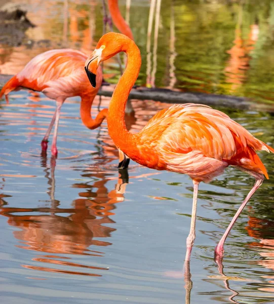 Flamingo, pembe tüy arka plan.