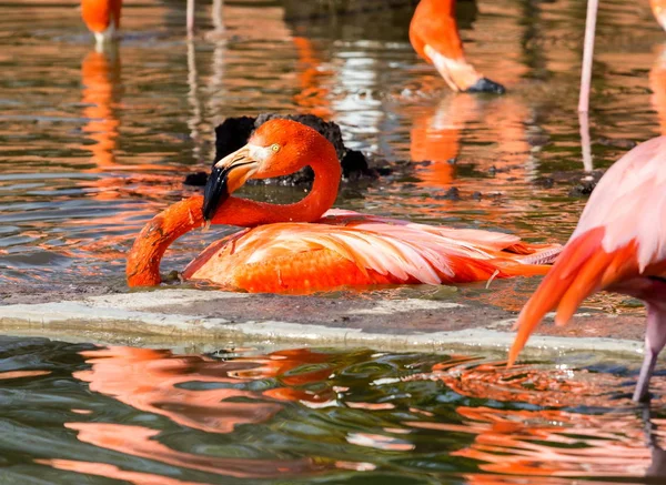 Flamingo, pembe tüy arka plan.