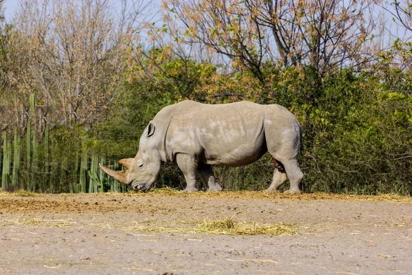Rhinoceros preparing for charge.