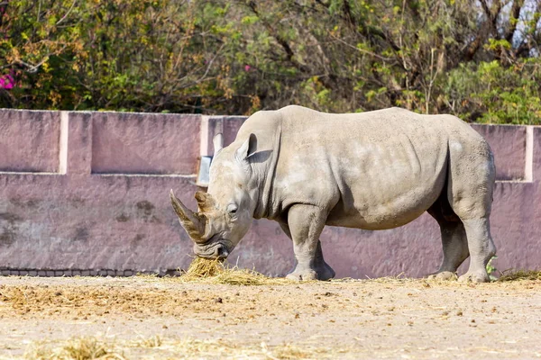 Rhinoceros preparing for charge.