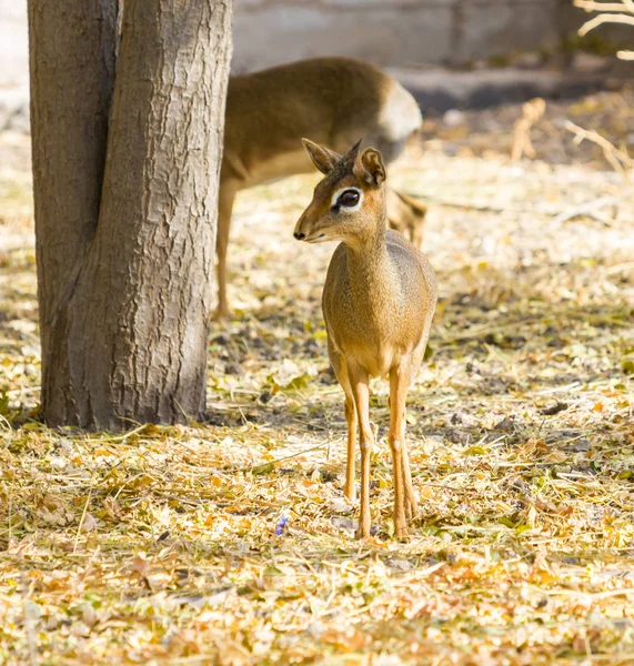 Dik dik alerta de pé . — Fotografia de Stock