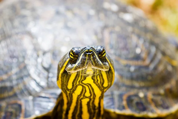 Tartaruga amarela . — Fotografia de Stock