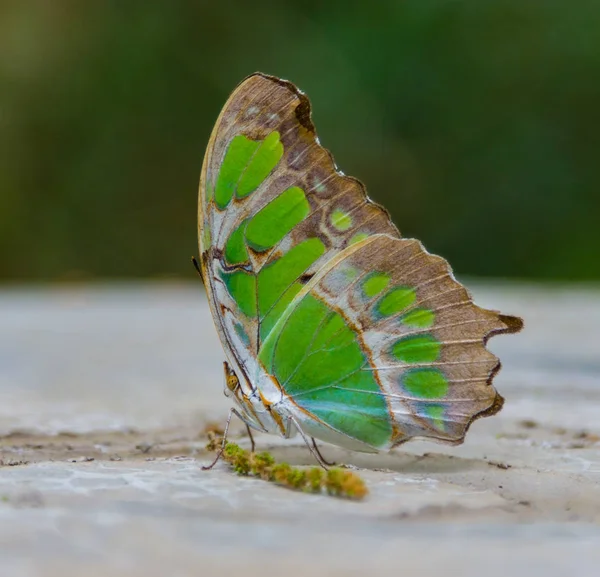 Schmetterlinge aus Mexiko. — Stockfoto