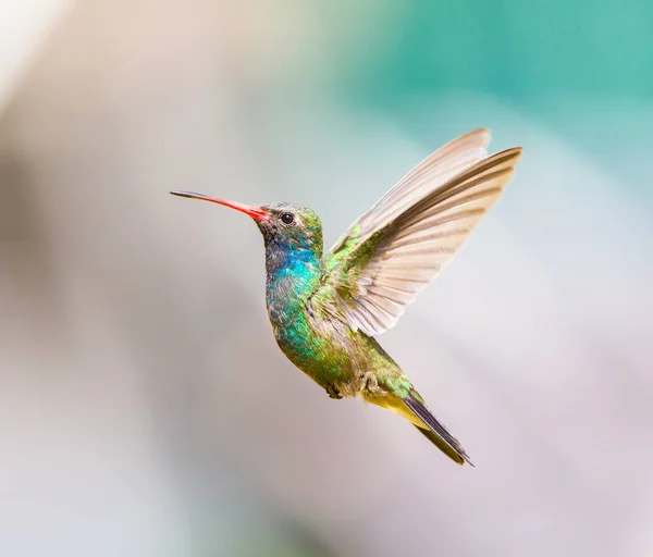 geniş fatura sinek kuşu.