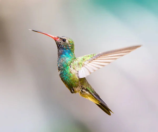 Breitschnabelkolibri. — Stockfoto