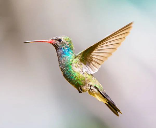 Hummingbird a fatturazione ampia . — Foto Stock