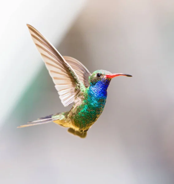 geniş fatura sinek kuşu.