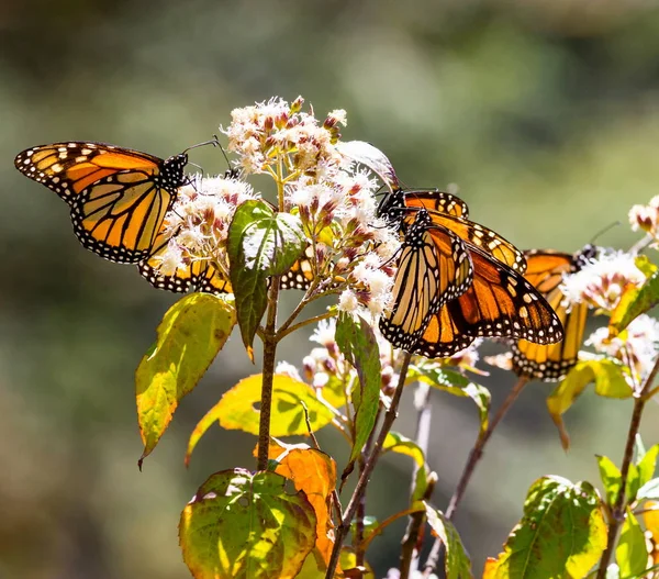 Monarch kelebek ya da Meksika'da denilen Mariposa.