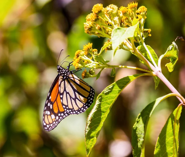 Monarch kelebek ya da Meksika'da denilen Mariposa.