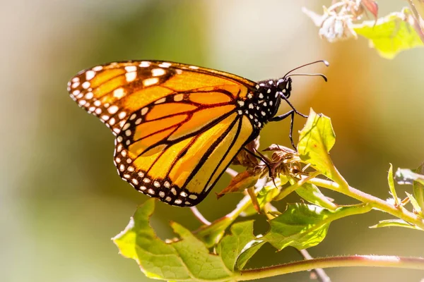 Monarch kelebek ya da Meksika'da denilen Mariposa.