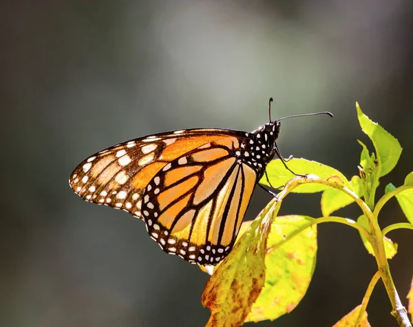 Monarch kelebek ya da Meksika'da denilen Mariposa.