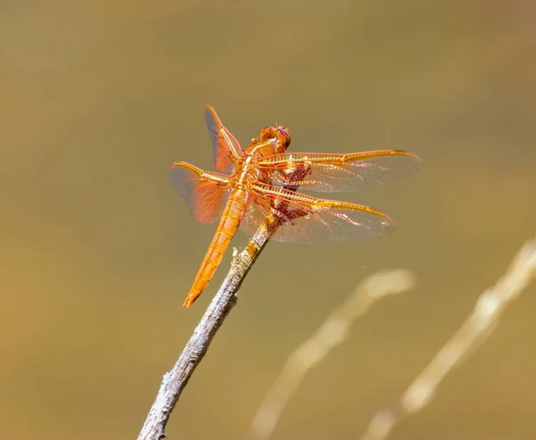 Flame skimmer dragonfly. — Stock Photo, Image