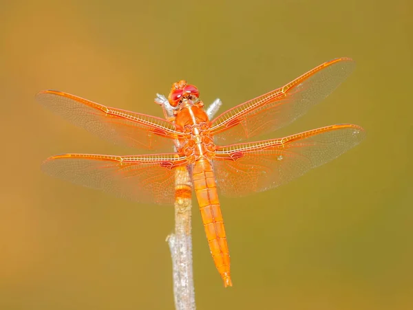 Alev Skimmer yusufçuk. — Stok fotoğraf