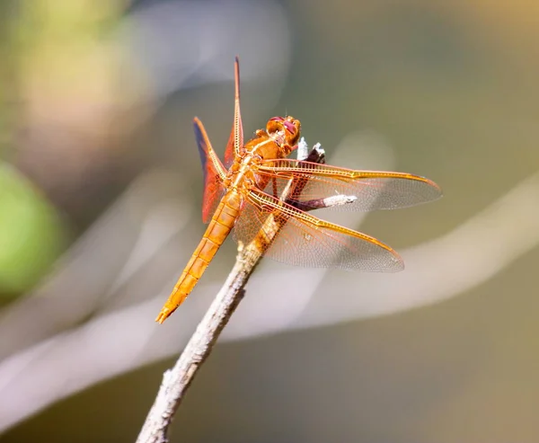 Flame Skimmer libélula . — Fotografia de Stock