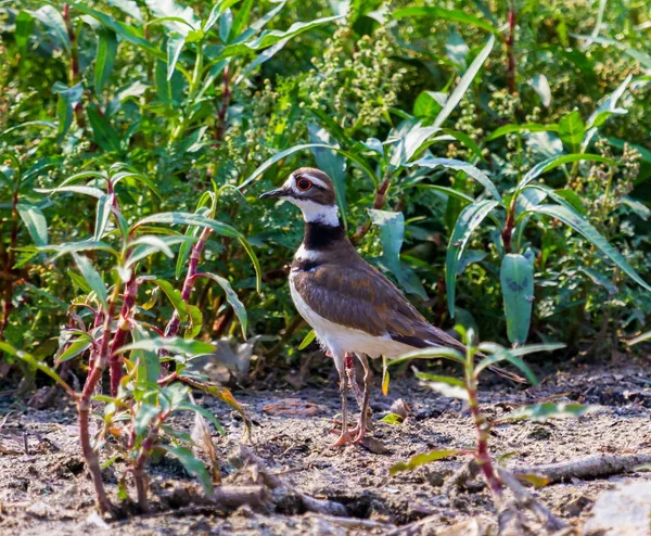 Little Ringed Plover. — Stock Photo, Image