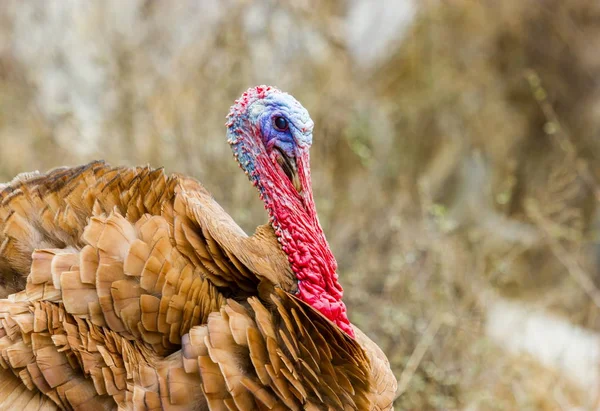 Turquía roaming freerange . — Foto de Stock