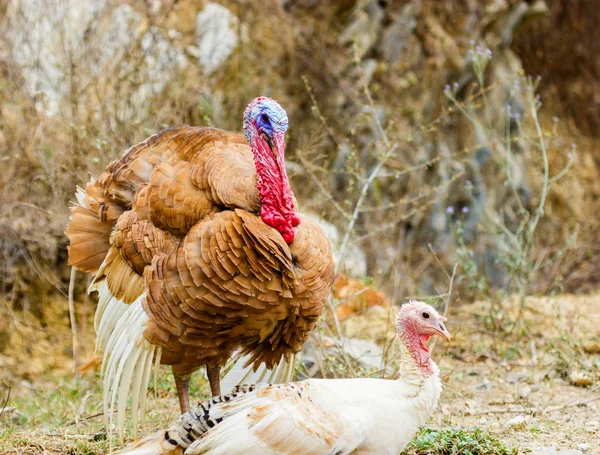 Turquie itinérance freerange . — Photo