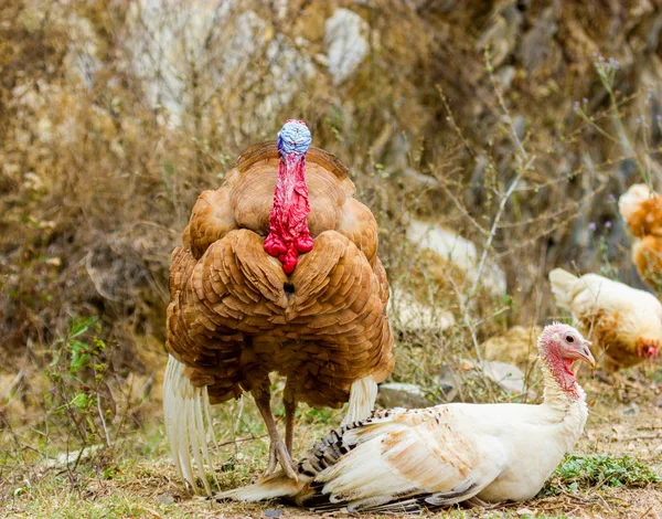 Turquie itinérance freerange . — Photo