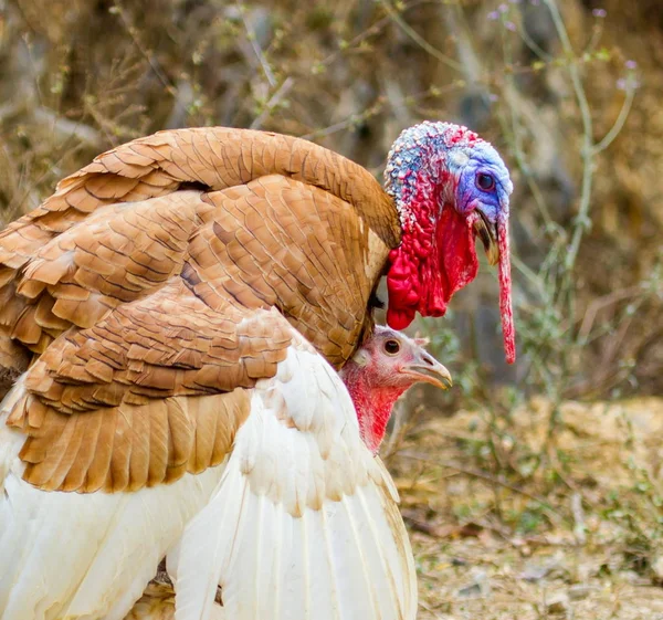 Turquía roaming freerange . — Foto de Stock