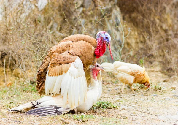 Tyrkiet roaming freerange . - Stock-foto