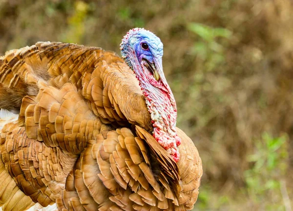 Turquía roaming freerange . — Foto de Stock