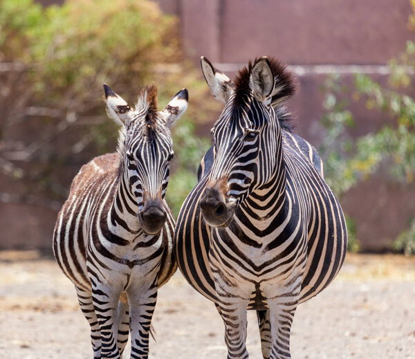 The plains zebra is the most common, and has or had about six subspecies distributed across much of southern and eastern Africa. Each animal stripes are unique as fingerprints, none are exactly alike