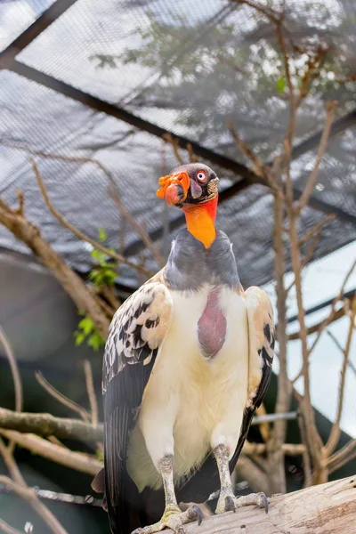 Kral akbaba Orta ve Güney Amerika 'da bulunan büyük bir kuştur. Yeni Dünya akbaba ailesinin bir üyesidir. Bu akbaba ağırlıklı olarak Güney Meksika 'daki tropikal ova ormanlarında yaşıyor.