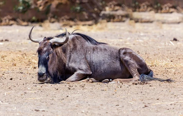 Planları üzerinde dinlenme wildebeest.