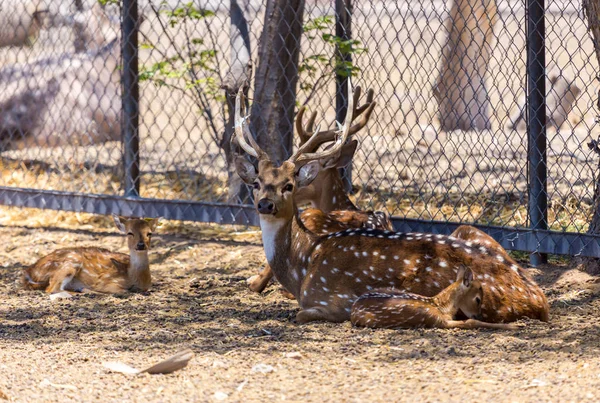 Beyaz kuyruklu geyik.