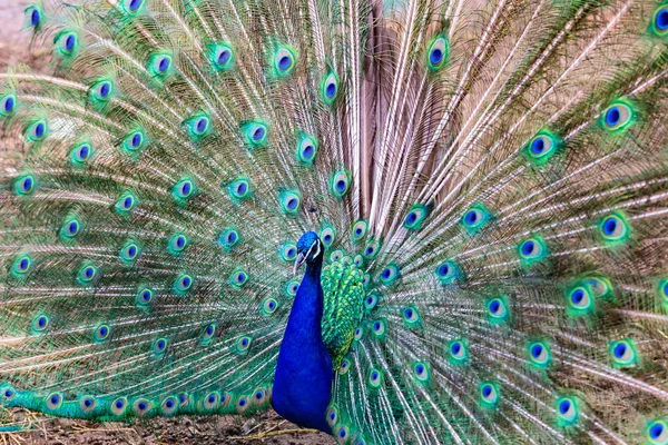 Pavo real y plumas en exhibición . — Foto de Stock