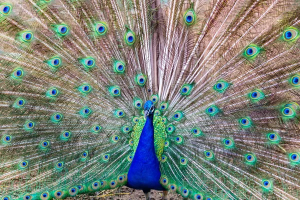 Peacock and feathers on display. — Stock Photo, Image