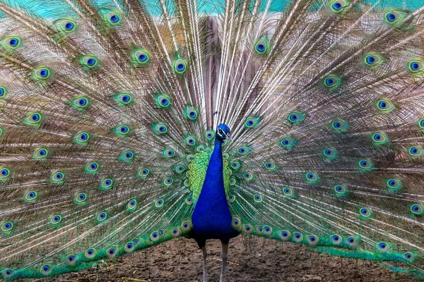 Pavão e penas em exposição . — Fotografia de Stock