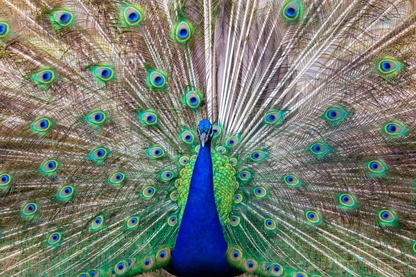 Peacock and feathers on display.