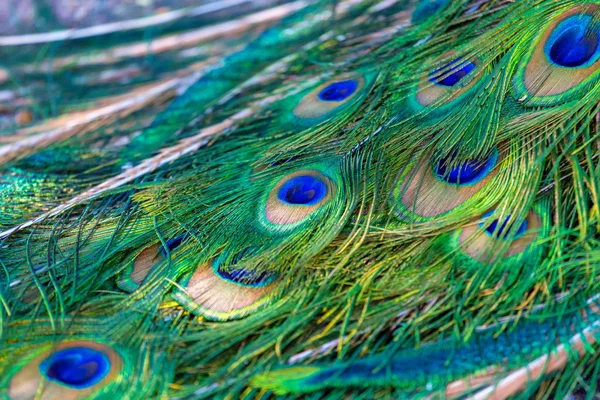 Tavus kuşu tüyleri parlak.