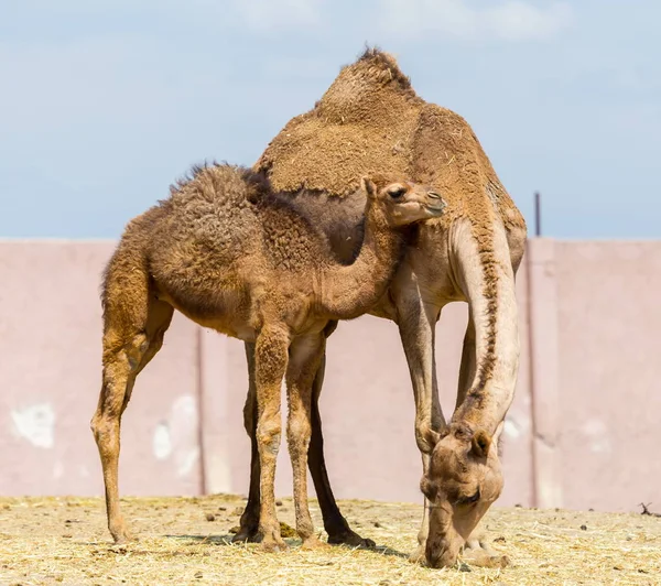 Camello el caballo de batalla del desierto . — Foto de Stock