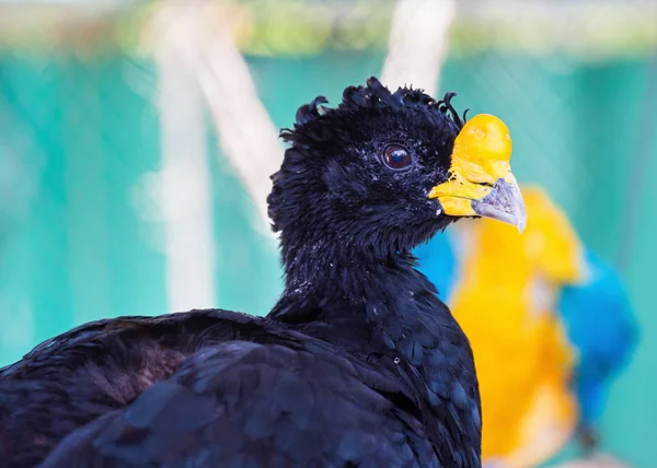 Çıplak yüzlü curassow
