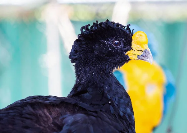 Bare faced curassow