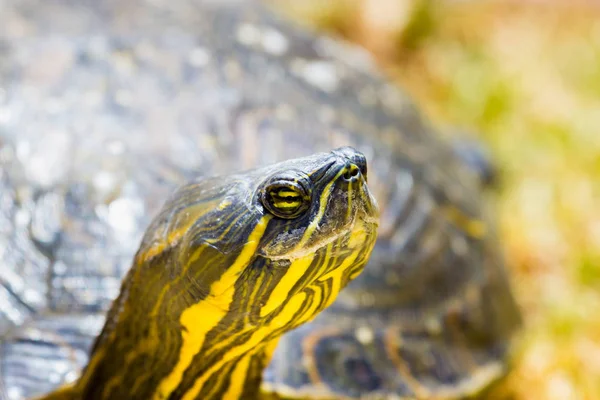 Turtle, yellow bellied. Royalty Free Stock Photos