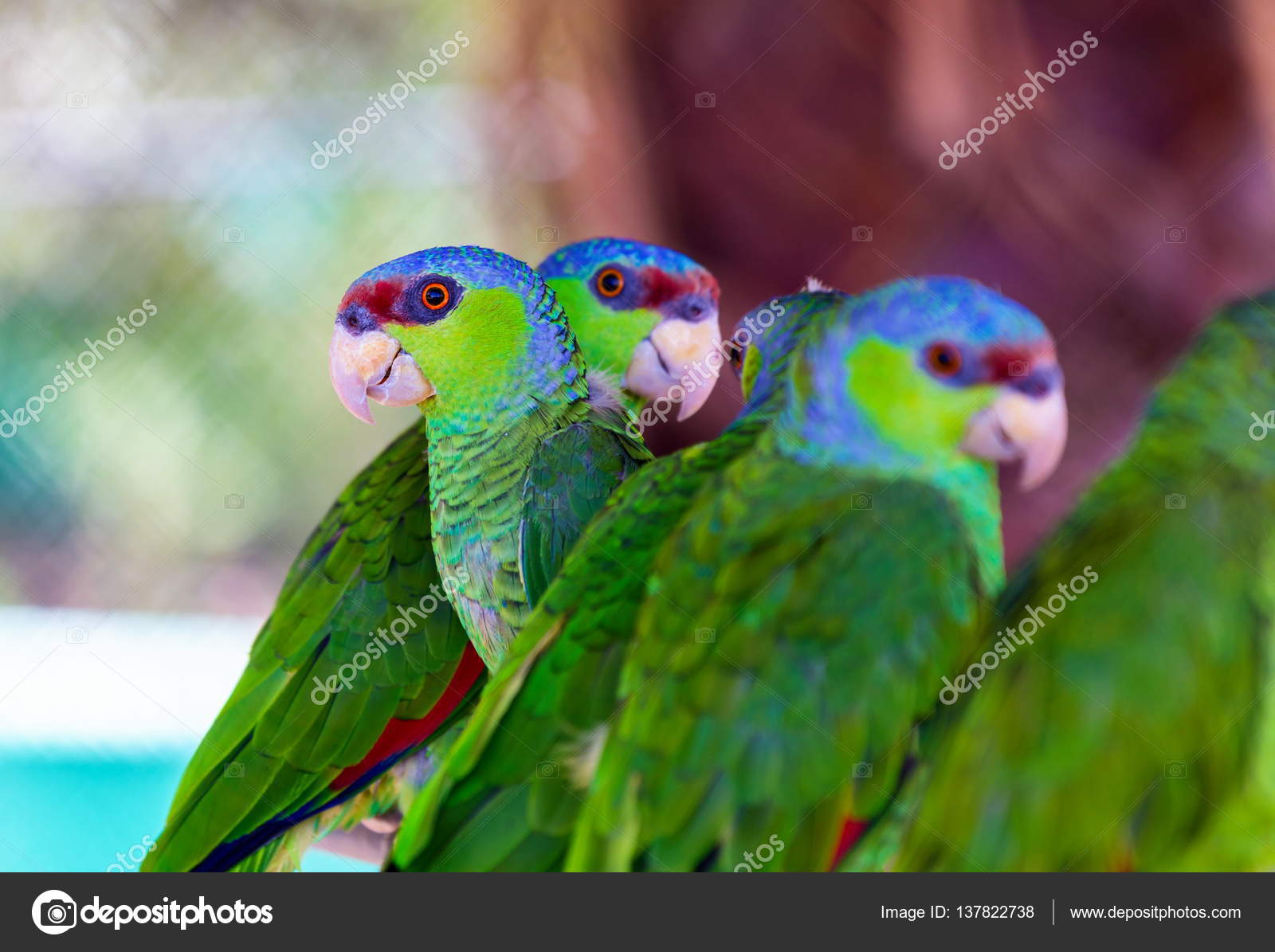 Lilaccrowned amazon parrot. — Stock Photo © campbell2sympatico.ca 137822738