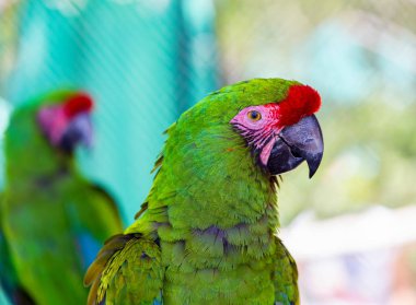 Askeri Amerika papağanı nadir bir kuş vahşi doğada.