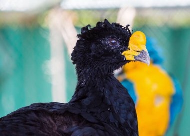 Bare faced curassow clipart