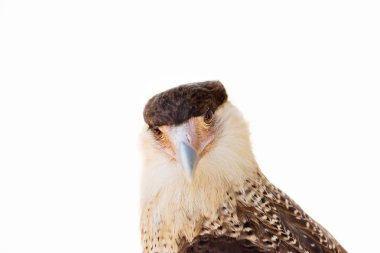 Tepeli Caracara yakın çekim.