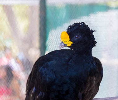Çıplak yüzlü curassow